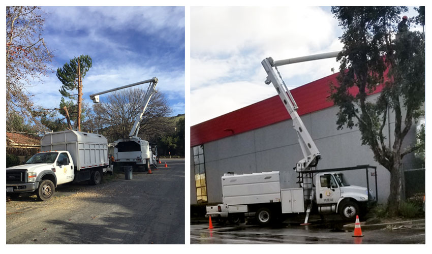 Commercial Tree Work